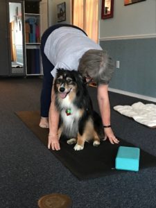 Sammy - Yoga Dog